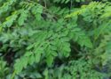 des feuilles de moringa