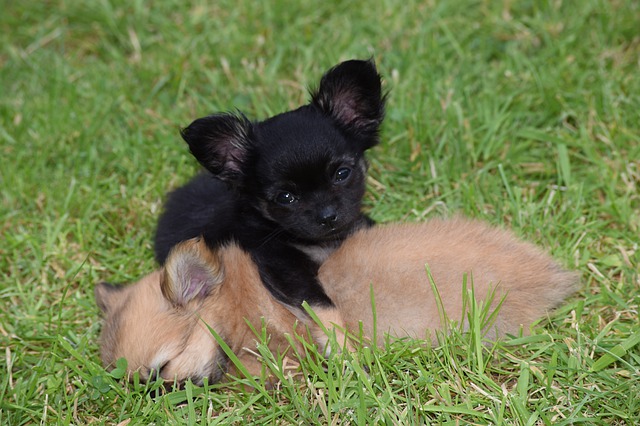 petits chiens dans l'herbe