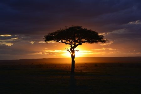 arbre d'afrique
