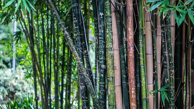 photo de bambou
